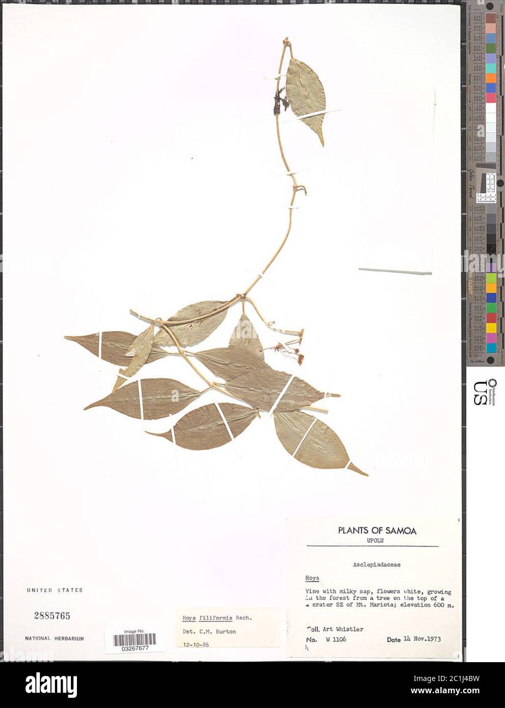 Hoya filiformis Rech Hoya filiformis Rech. Stock Photo