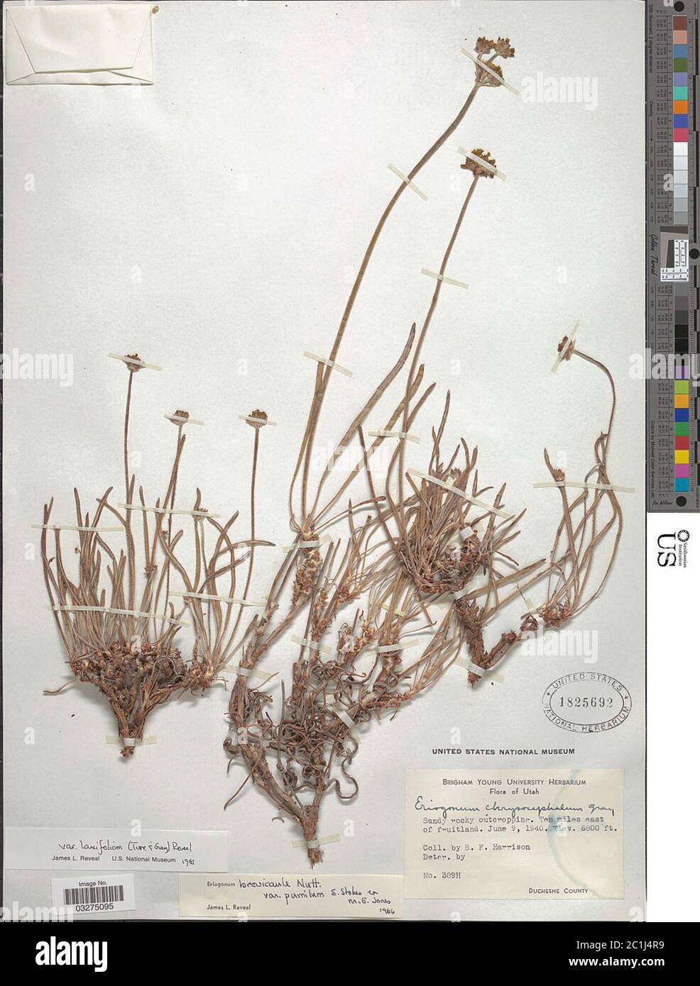 Eriogonum brevicaule var laxifolium Torr A Gray Reveal Eriogonum brevicaule var laxifolium Torr A Gray Reveal. Stock Photo