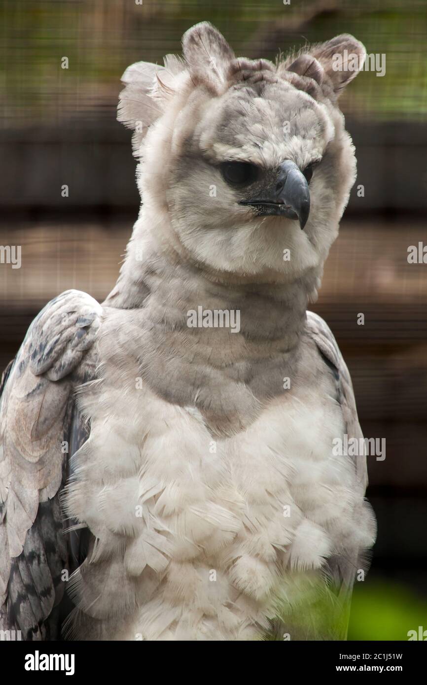 harpy eagle stuffed animal