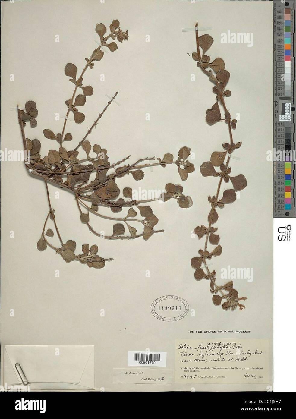 Salvia brachyphylla Urb Salvia brachyphylla Urb. Stock Photo