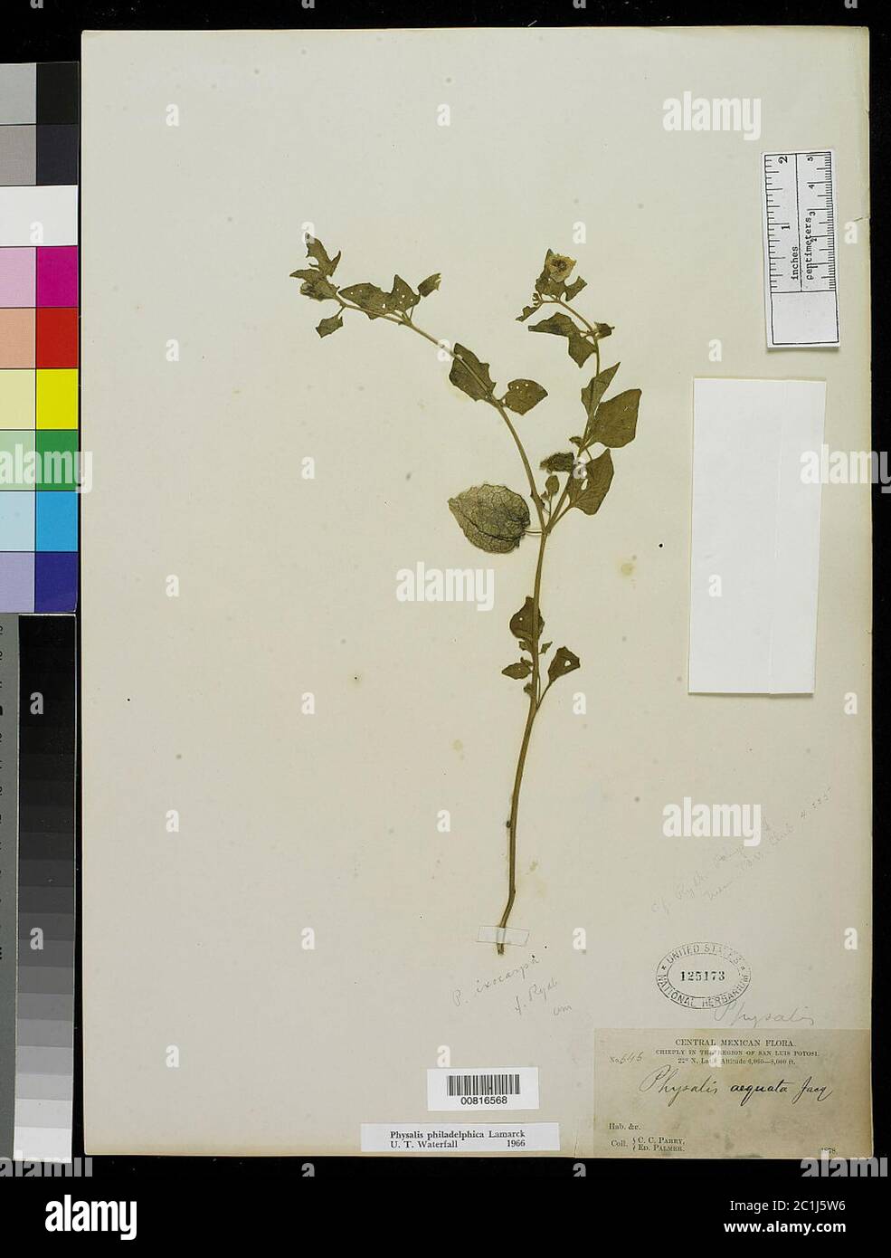 Physalis philadelphica Lam Physalis philadelphica Lam. Stock Photo