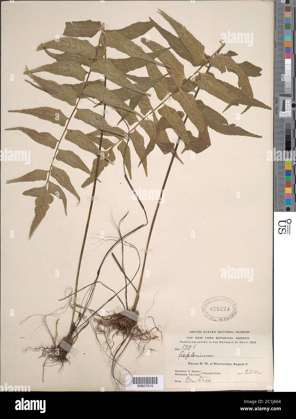 Asplenium salicifolium L Asplenium salicifolium L. Stock Photo