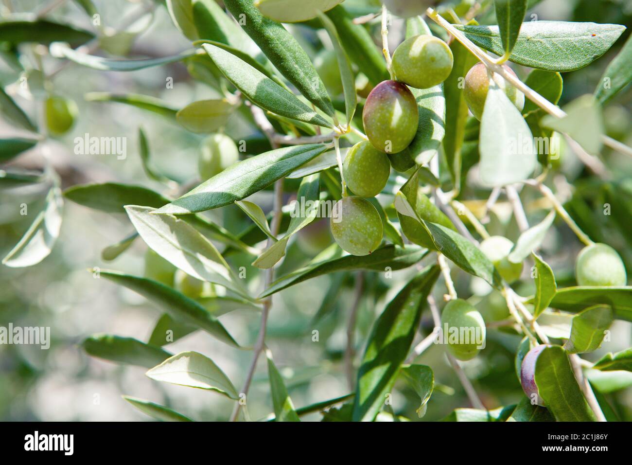 Branch of the olive tree with fruits and leaves. Natural green ...