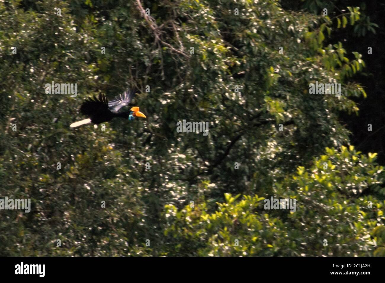 A female Sulawesi wrinkled hornbill (Rhyticeros cassidix) flying over tropical rainforest canopy in North Sulawesi, Indonesia. Stock Photo
