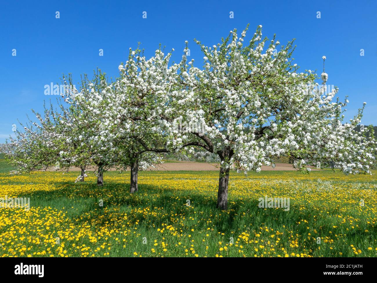 Four blooming apple trees diagonally in a row on a flower meadow with yellow dandelions in spring Stock Photo