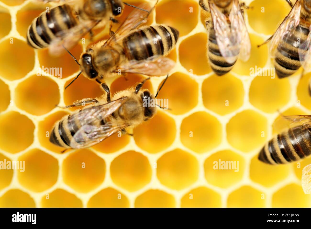some working bees on a beeswax Stock Photo