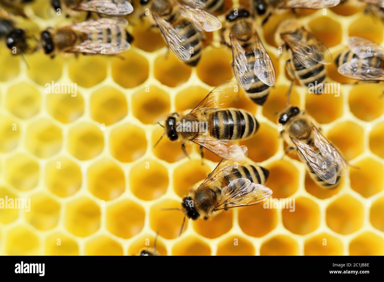 some bees on a beeswax are working Stock Photo