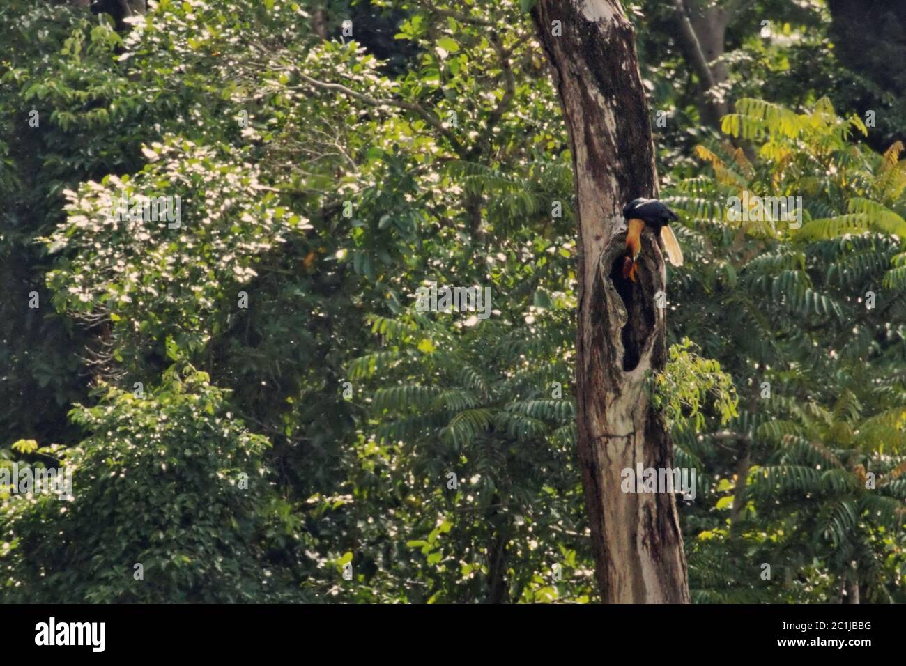 A Sulawesi wrinkled hornbill (Rhyticeros cassidix), male individual, checking on a nesting hole at a natural habitat in North Sulawesi, Indonesia. Stock Photo