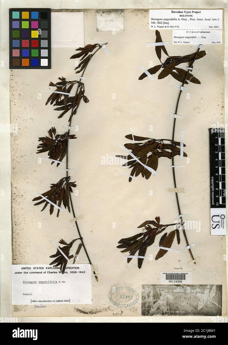 Stenogyne angustifolia A Gray Stenogyne angustifolia A Gray. Stock Photo