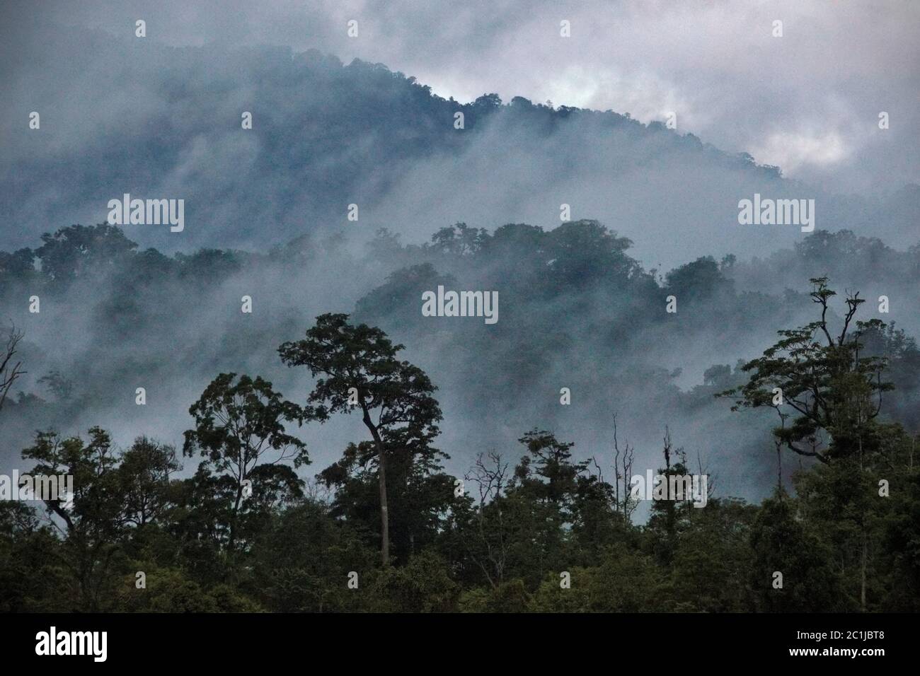 Misty, tropical rainforest of Sulawesi, Indonesia. Stock Photo