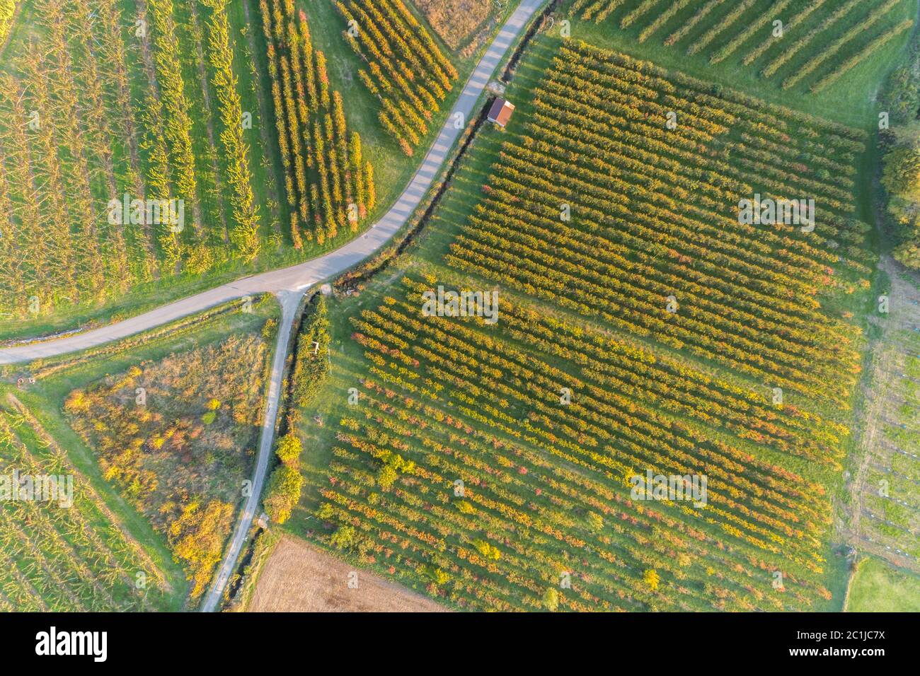 bird view of an orchard in autumn Stock Photo