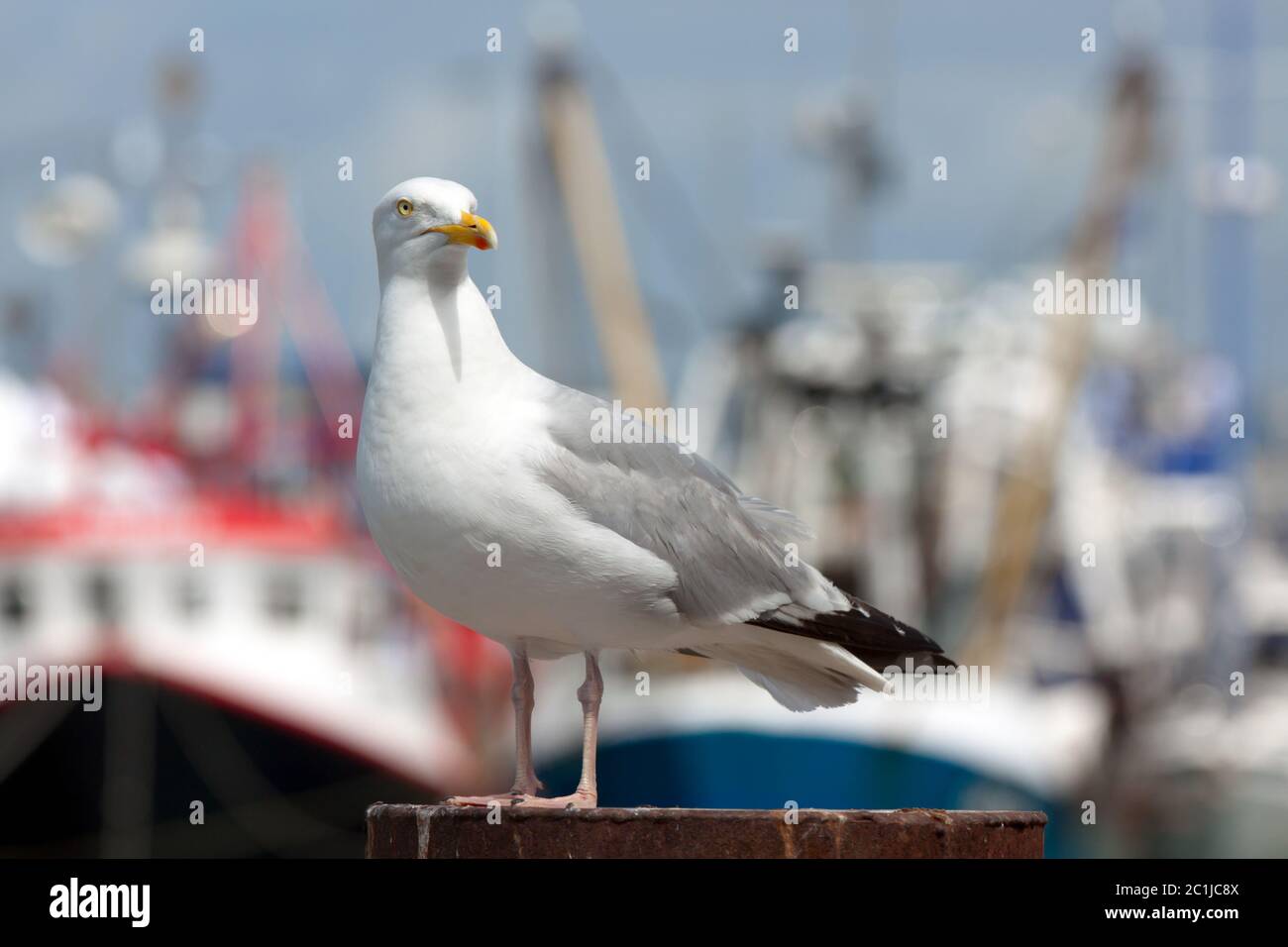 Adult European Herring Gull at Weymouth Harbour, Dorset, England. Stock Photo