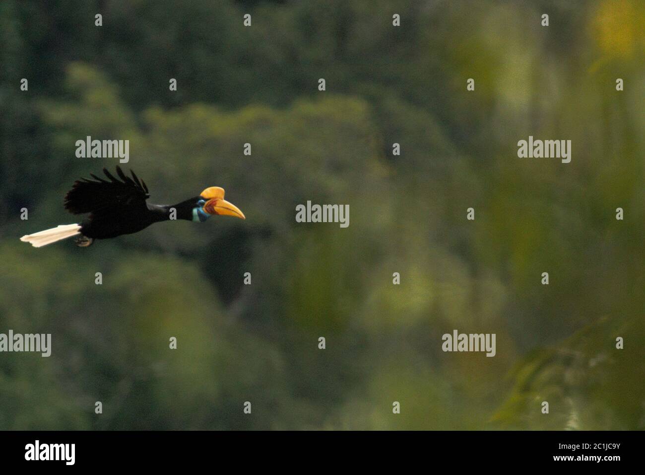 A female Sulawesi wrinkled hornbill (Rhyticeros cassidix) flying over tropical rainforest canopy in North Sulawesi, Indonesia. Stock Photo