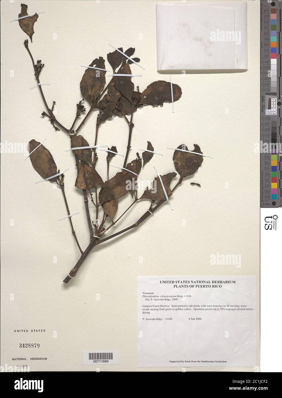Phoradendron chrysocarpum Krug Urb Phoradendron chrysocarpum Krug Urb. Stock Photo