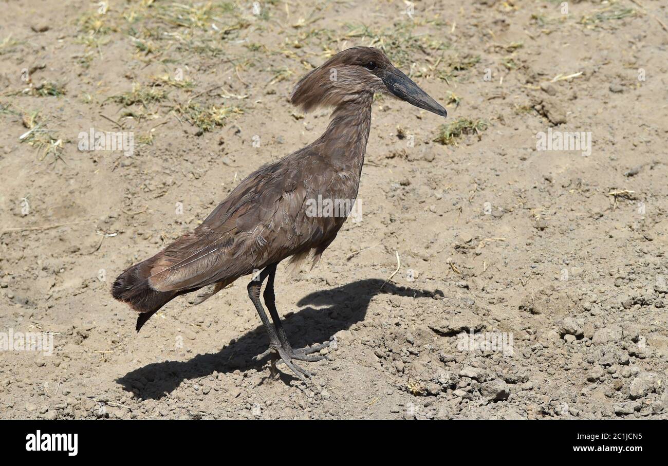 Hammerhead bird in Kenya Stock Photo