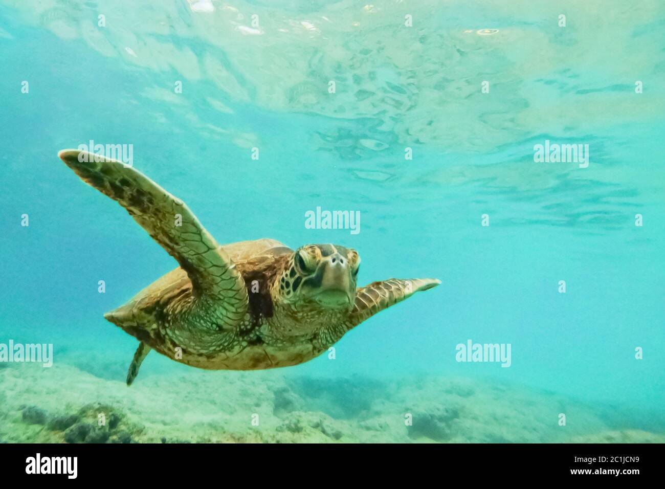 Green sea turtle above coral reef underwater photograph Stock Photo