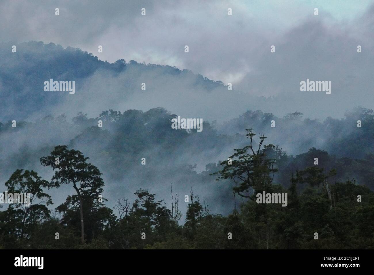 Misty, tropical rainforest of Sulawesi, Indonesia. Stock Photo