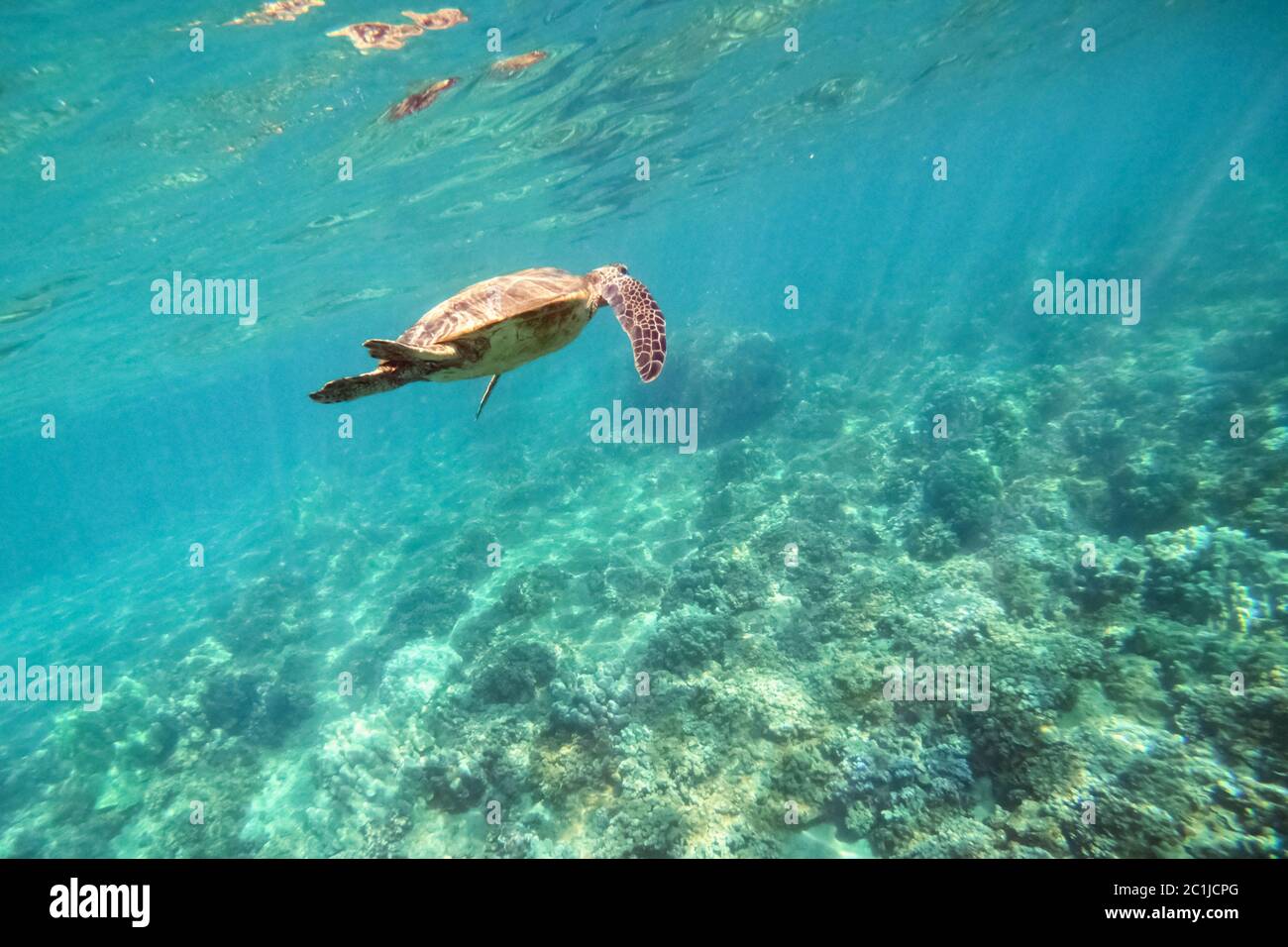 Green sea turtle above coral reef underwater photograph Stock Photo