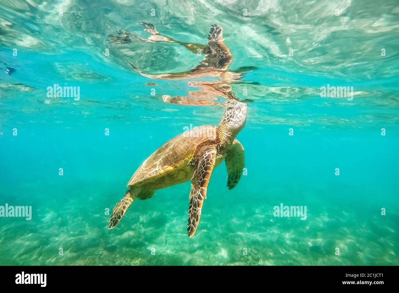 Green sea turtle above coral reef underwater photograph Stock Photo