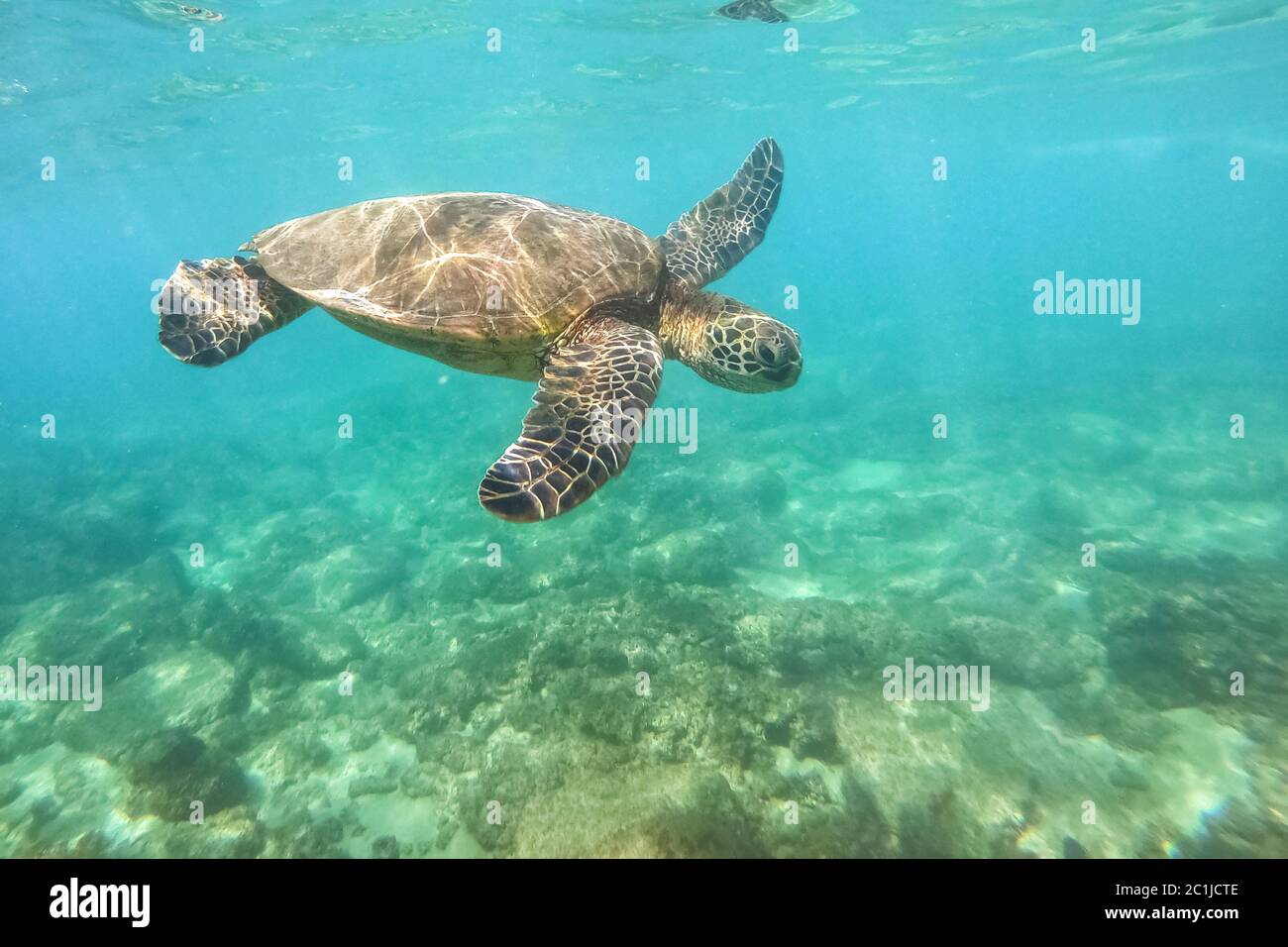 Green sea turtle above coral reef underwater photograph Stock Photo