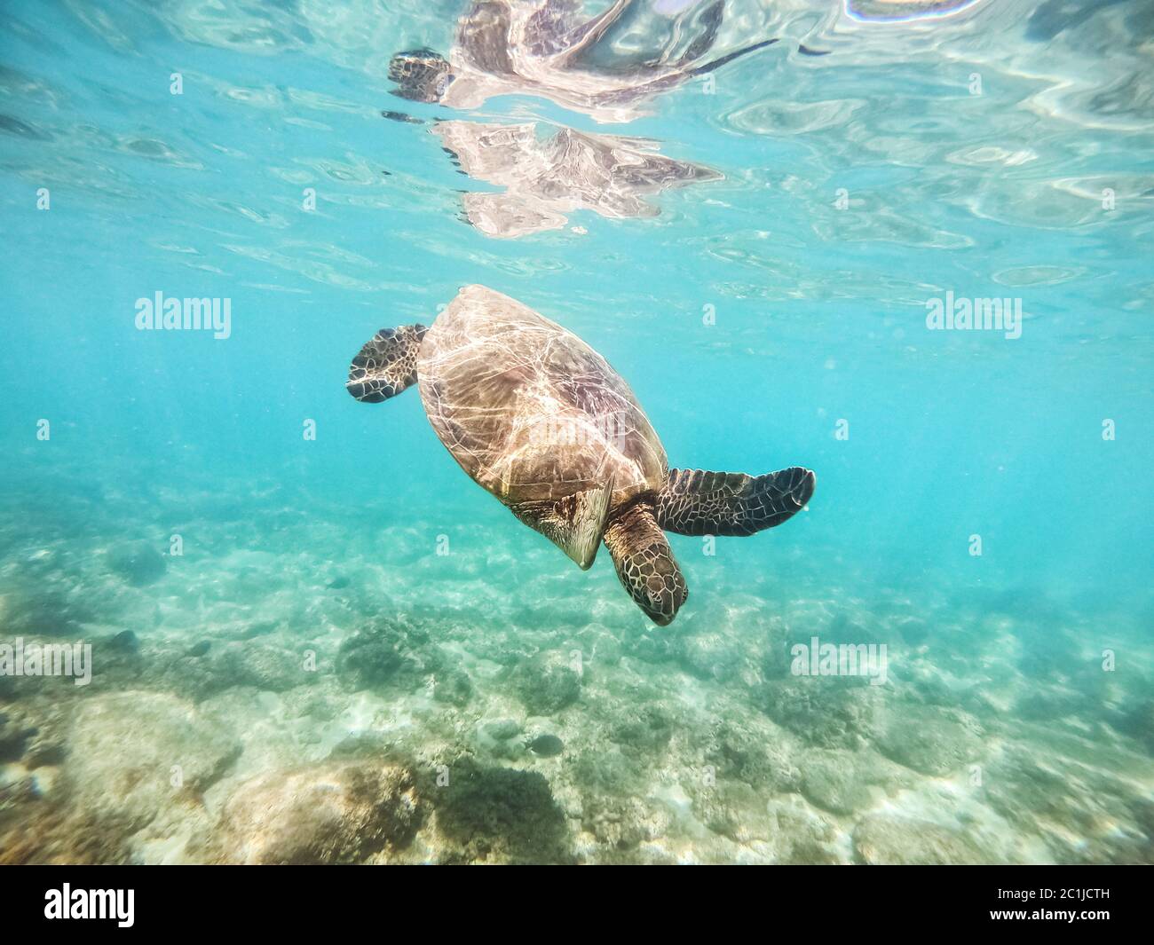Green sea turtle above coral reef underwater photograph Stock Photo