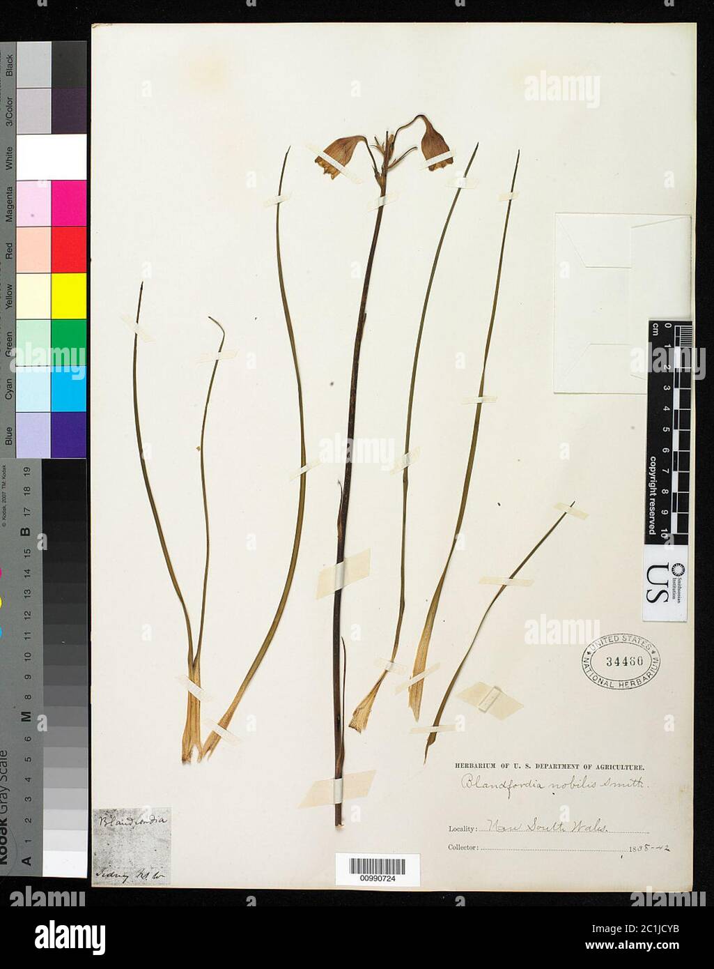 Blandfordia nobilis hi-res stock photography and images - Alamy