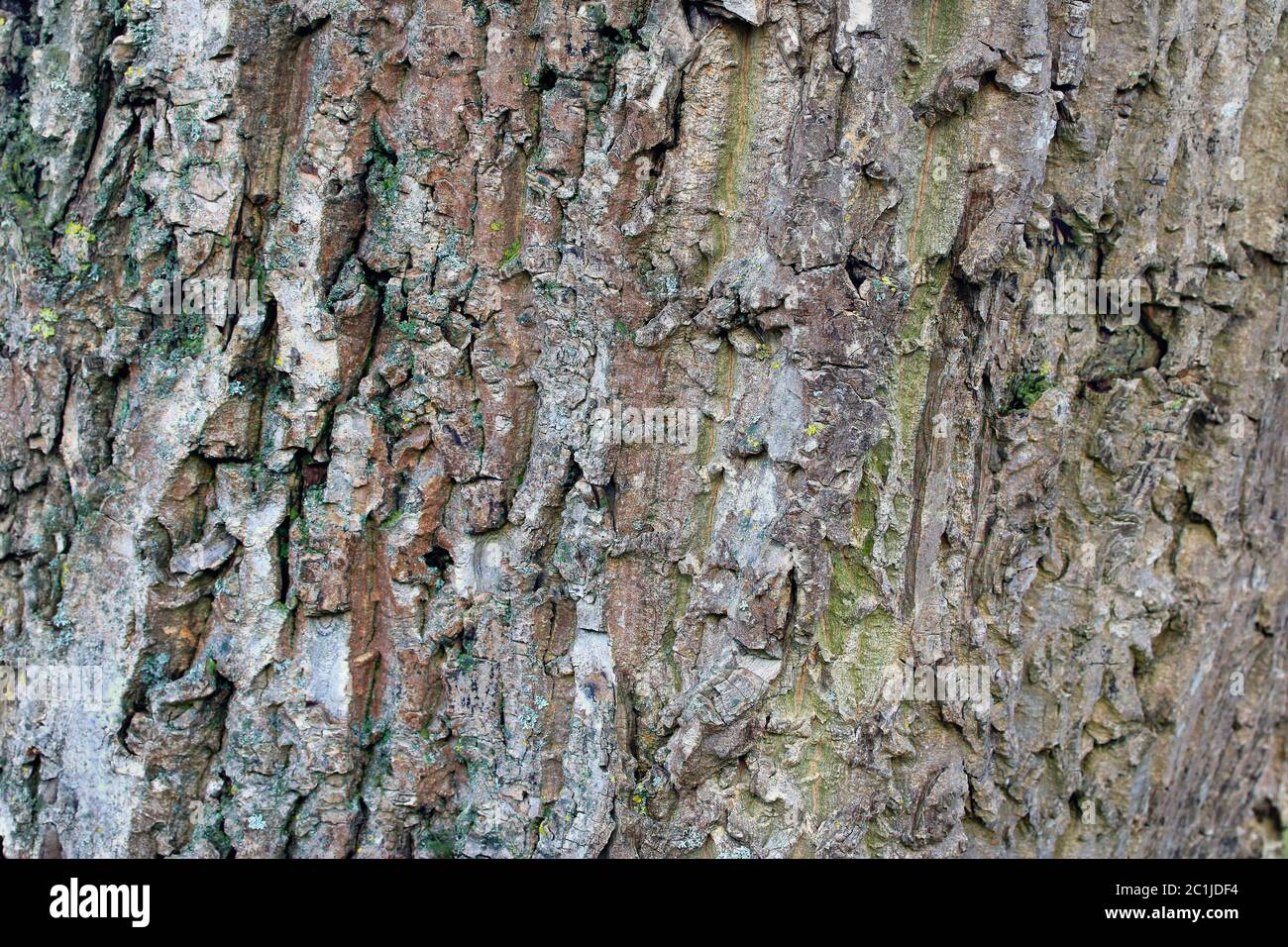 Persian Walnut, bark Stock Photo