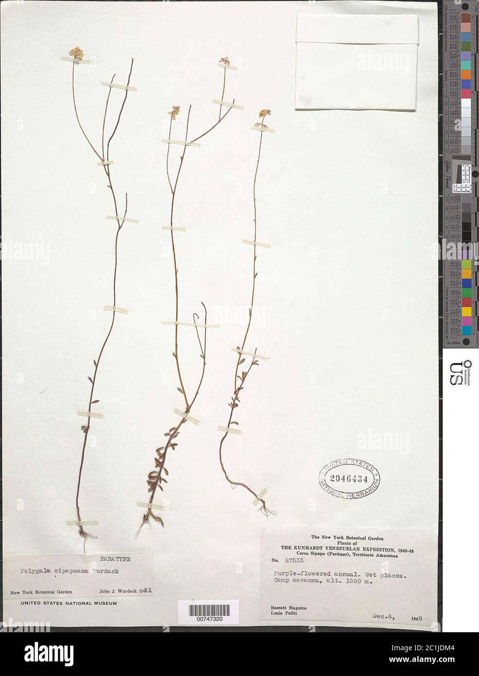 Polygala sipapoana Wurdack Polygala sipapoana Wurdack. Stock Photo