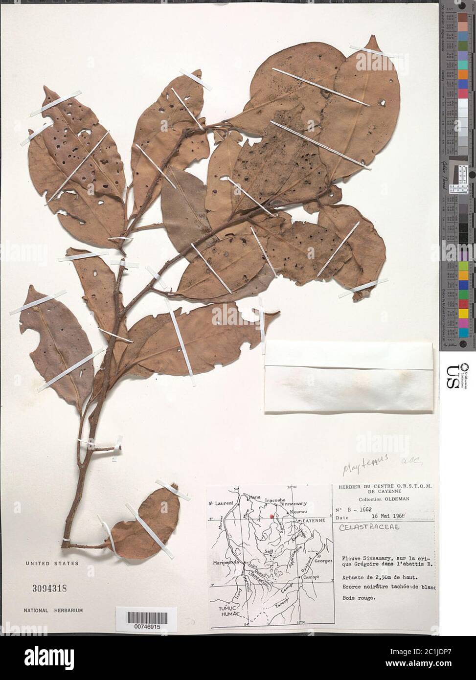 Maytenus sp Maytenus sp Stock Photo Alamy