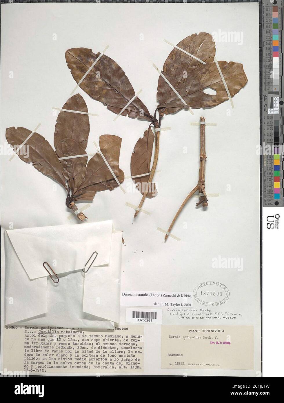 Duroia hires stock photography and images Alamy