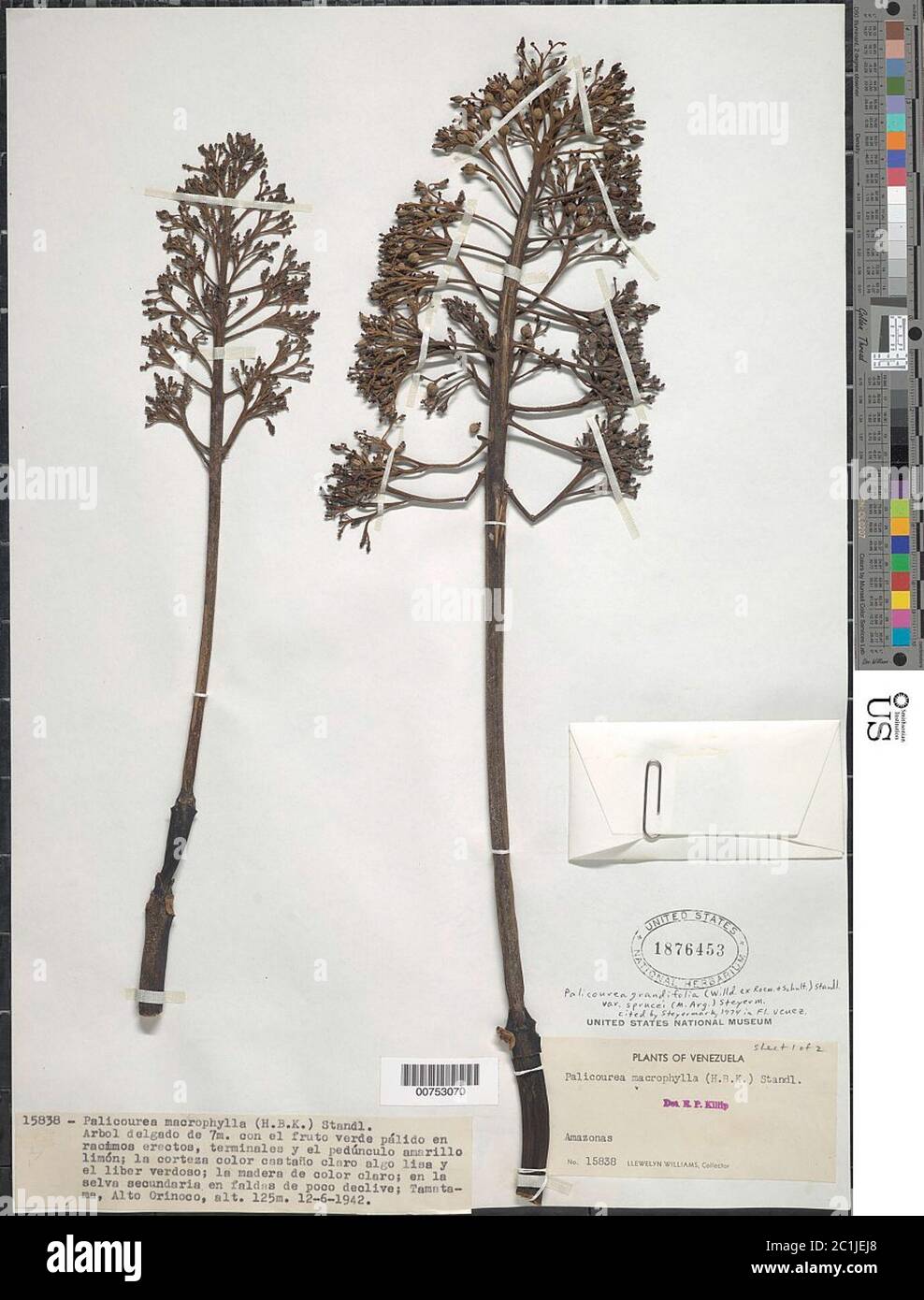 Palicourea grandifolia var sprucei Palicourea grandifolia var sprucei. Stock Photo