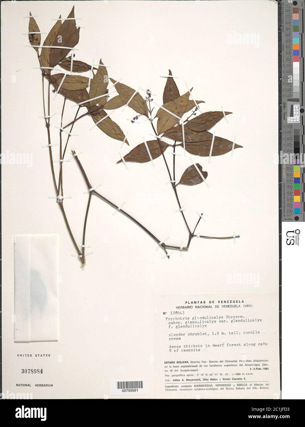 Psychotria glandulicalyx Steyerm f glandulicalyx Psychotria glandulicalyx Steyerm f glandulicalyx. Stock Photo