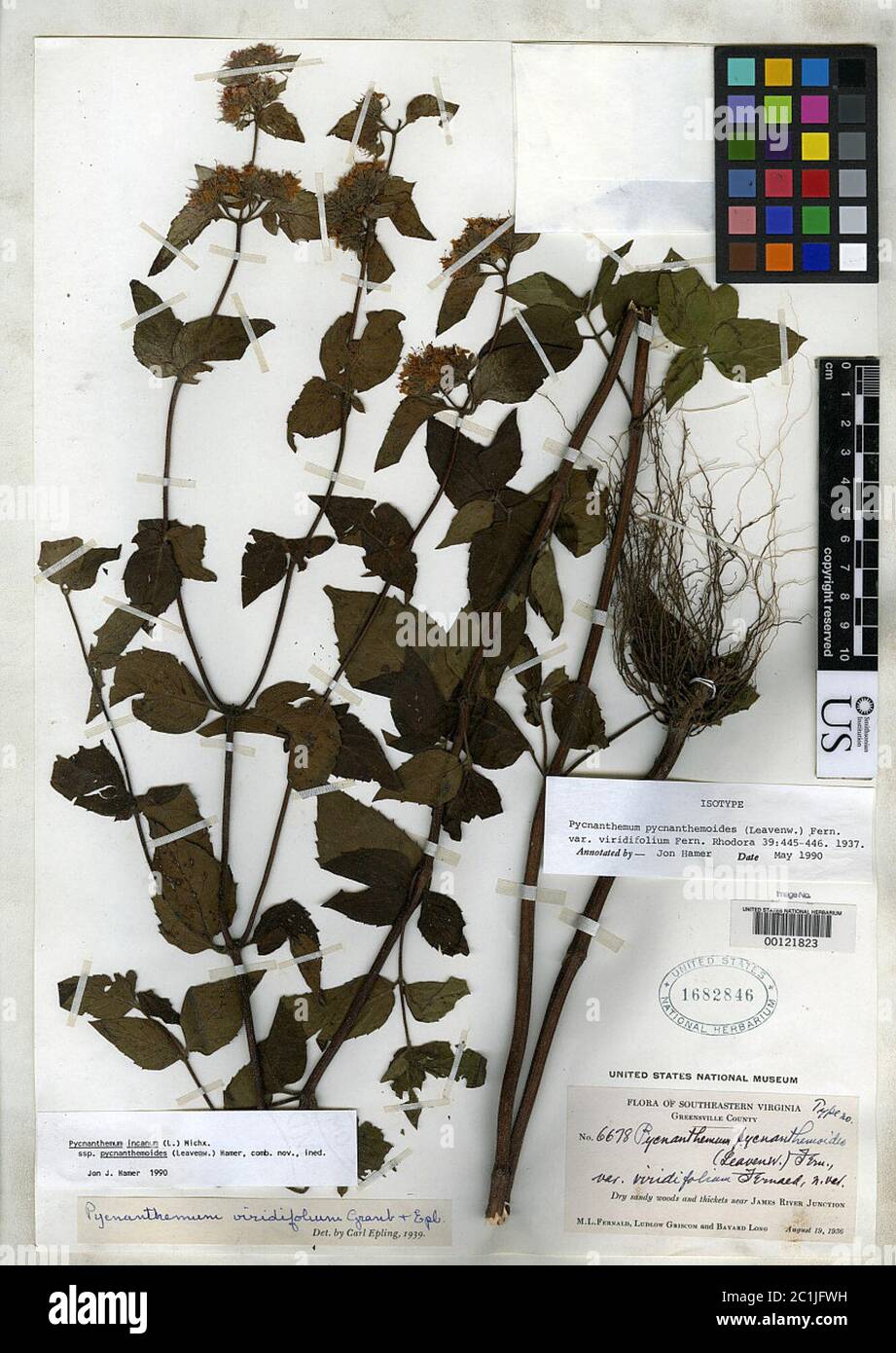 Pycnanthemum pycnanthemoides var viridifolium Fernald Pycnanthemum pycnanthemoides var viridifolium Fernald. Stock Photo