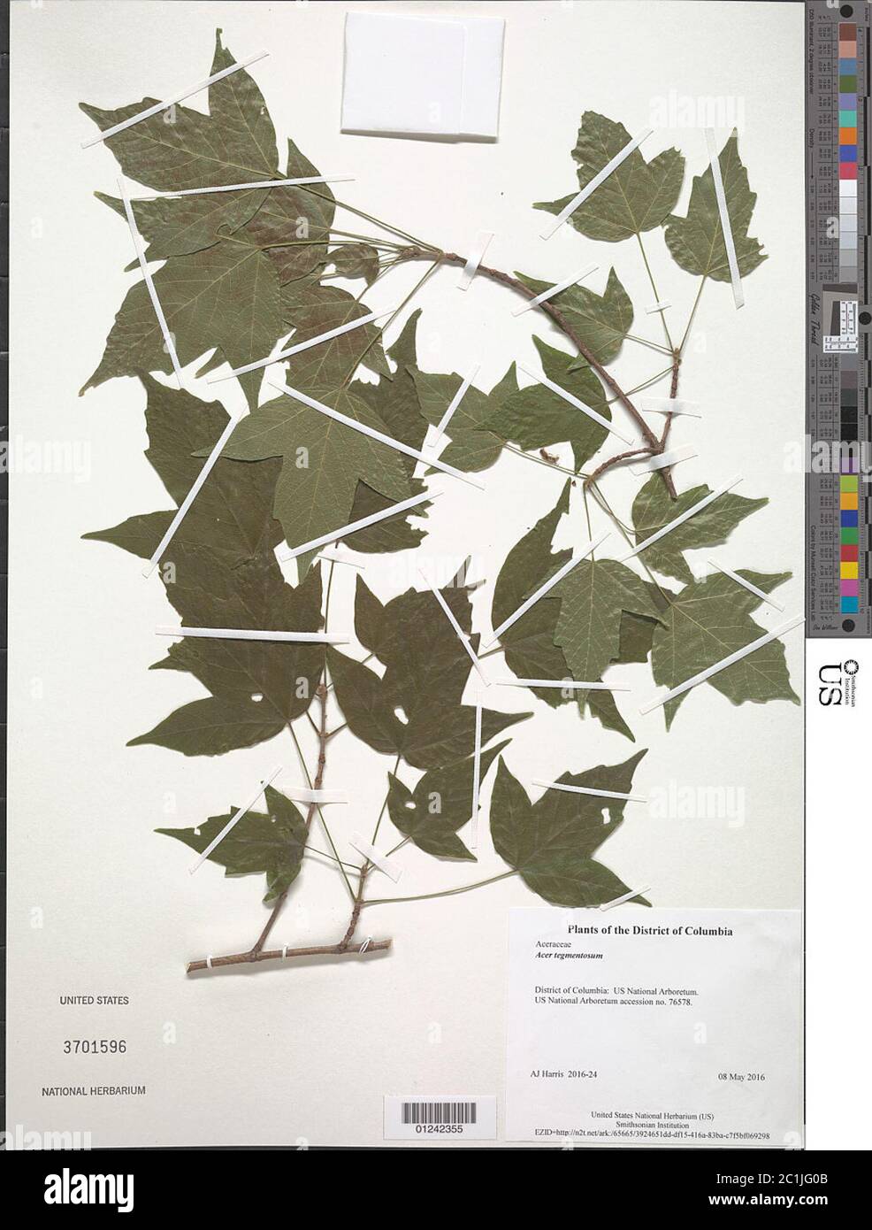 Acer tegmentosum Maxim Acer tegmentosum Maxim. Stock Photo
