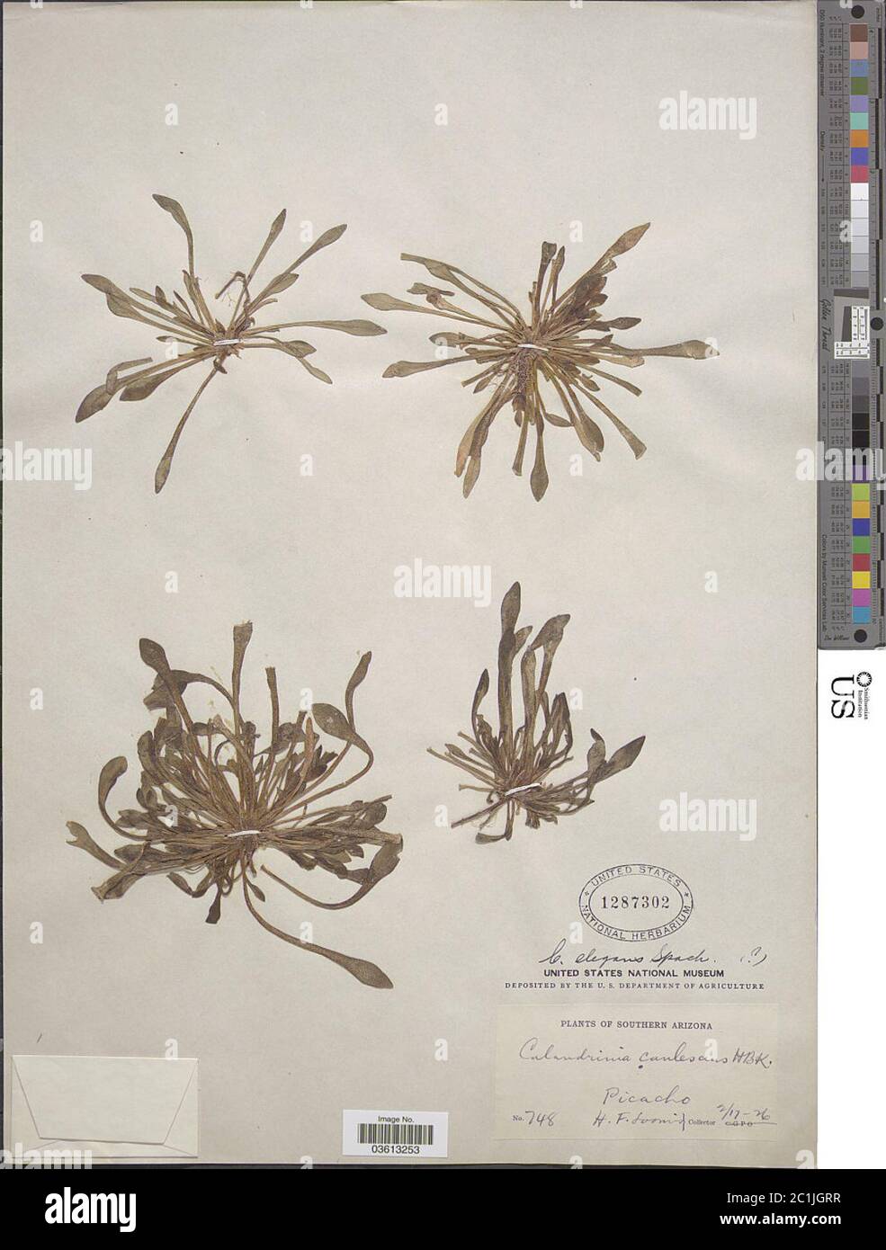 Calandrinia ciliata var indet Calandrinia ciliata var indet. Stock Photo