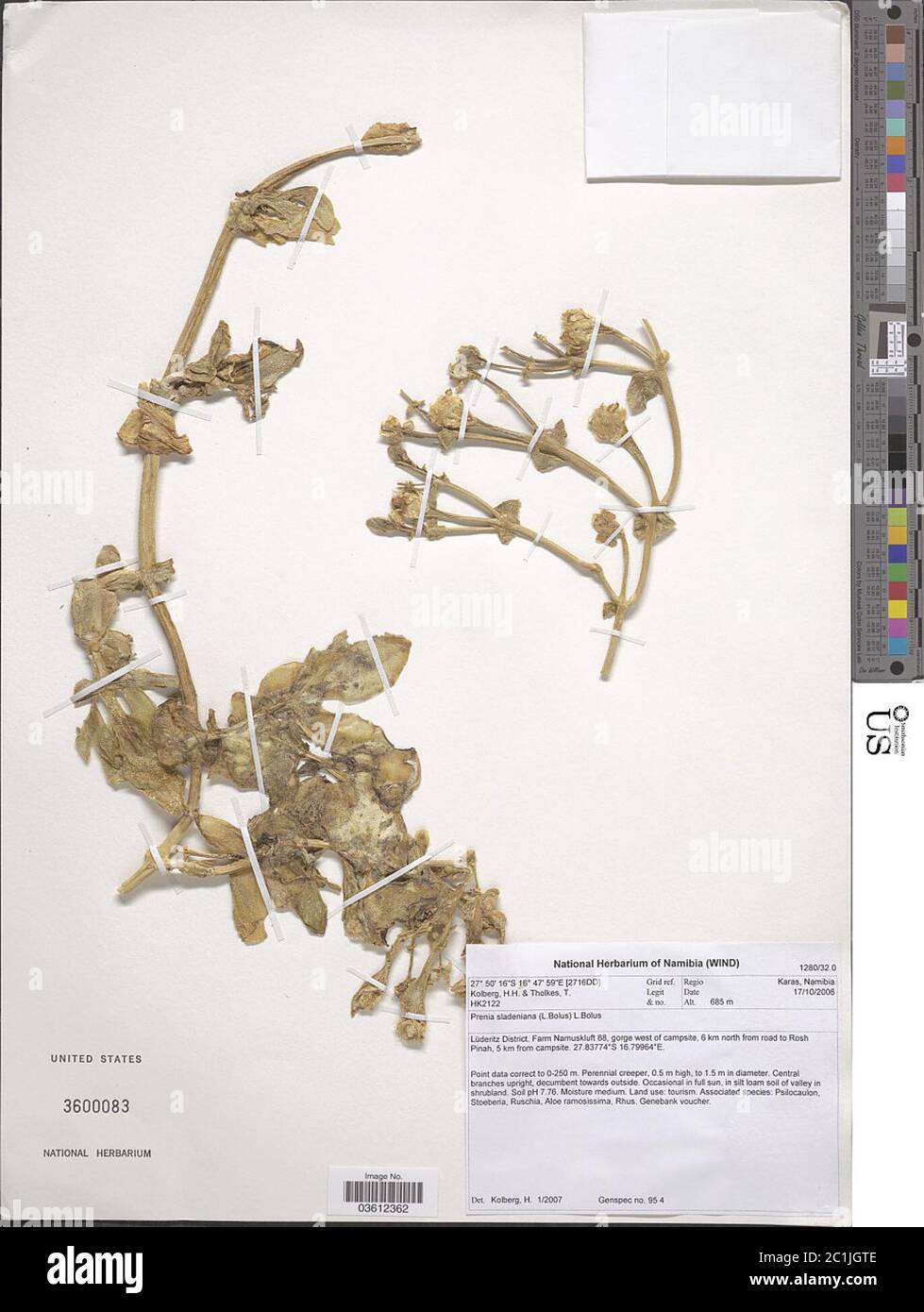 Mesembryanthemum sladenianum L Bolus Mesembryanthemum sladenianum L Bolus. Stock Photo