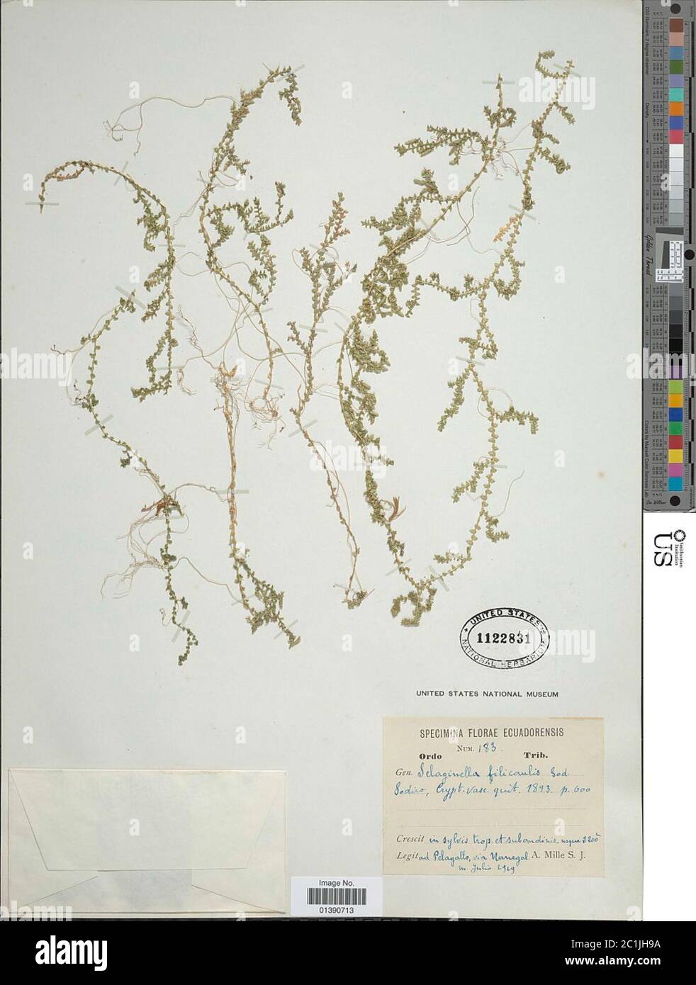 Selaginella filicaulis Sodiro Stock Photo
