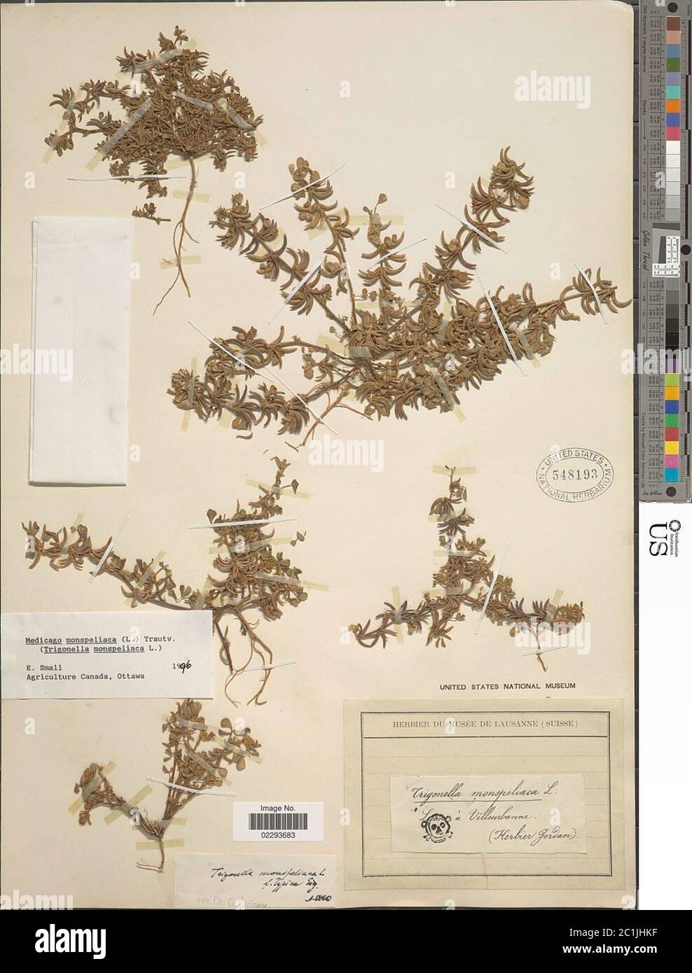 Medicago monspeliaca L Trautv Medicago monspeliaca L Trautv Stock Photo