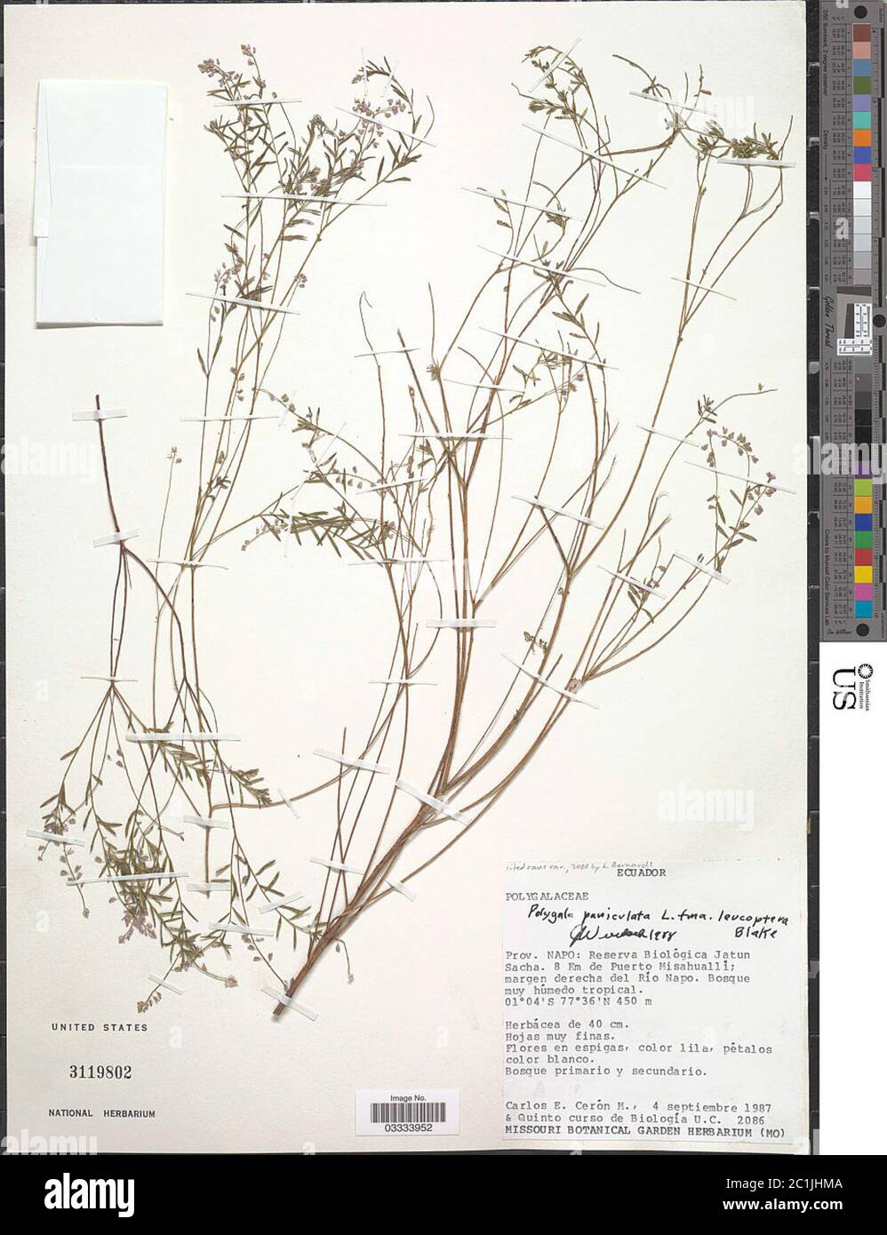 Polygala paniculata L Polygala paniculata L. Stock Photo