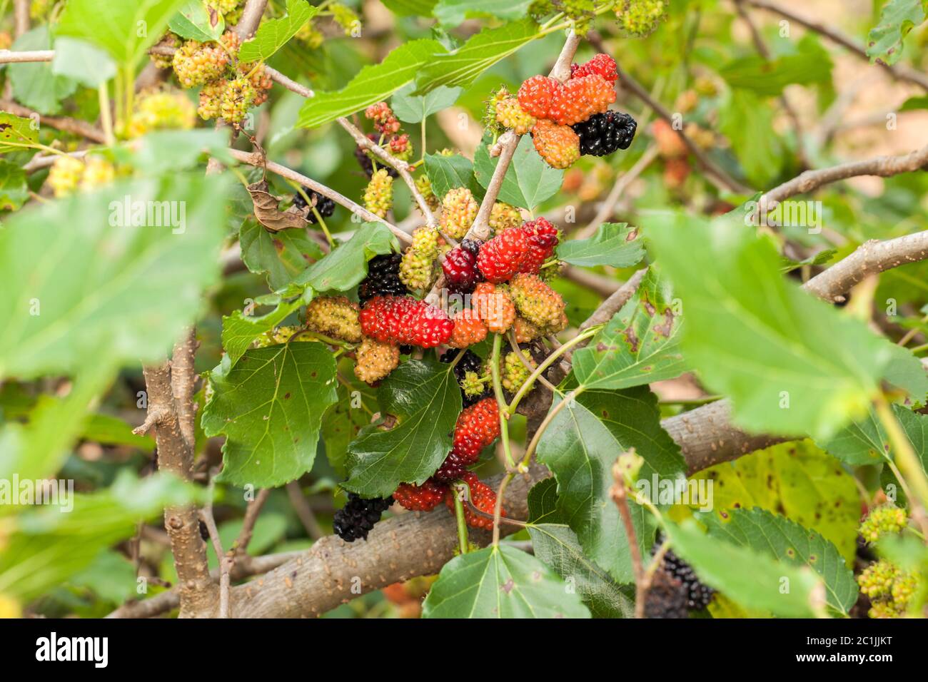 Blackberry ripe, ripening, and unripe green fruits on tree Stock Photo