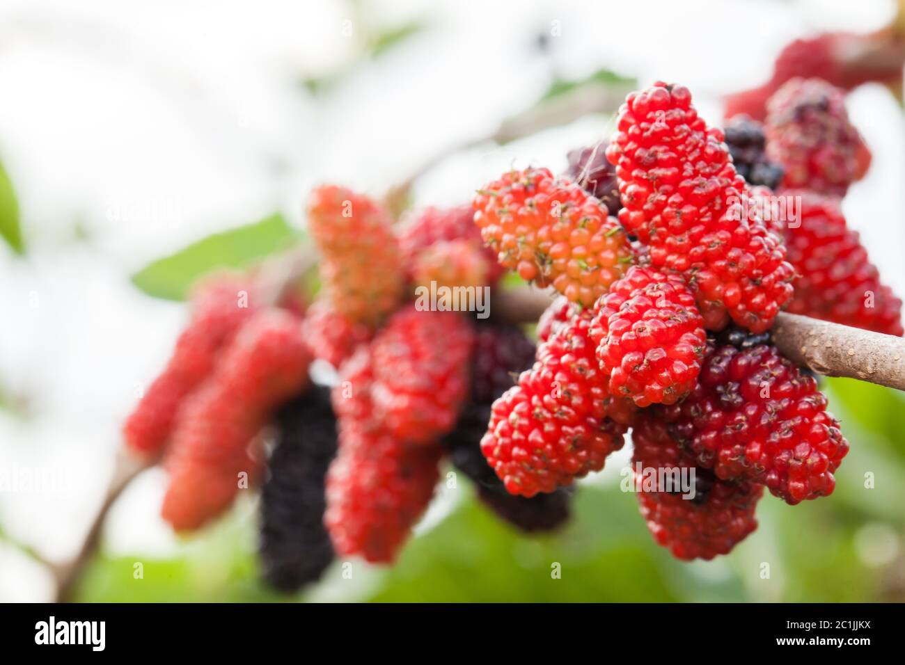 Blackberry ripe, ripening, and unripe green fruits on tree Stock Photo