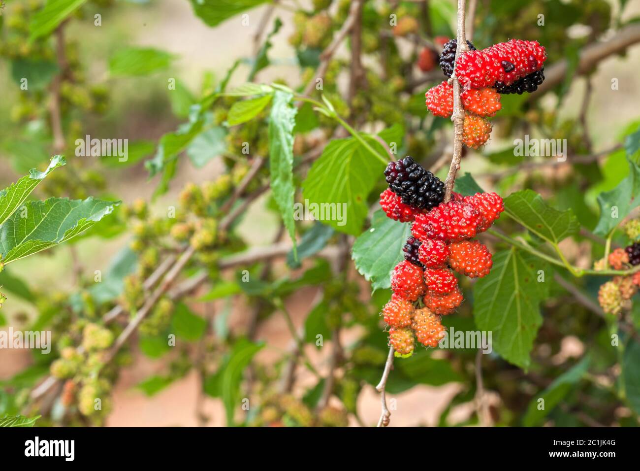 Blackberry ripe, ripening, and unripe green fruits on tree Stock Photo