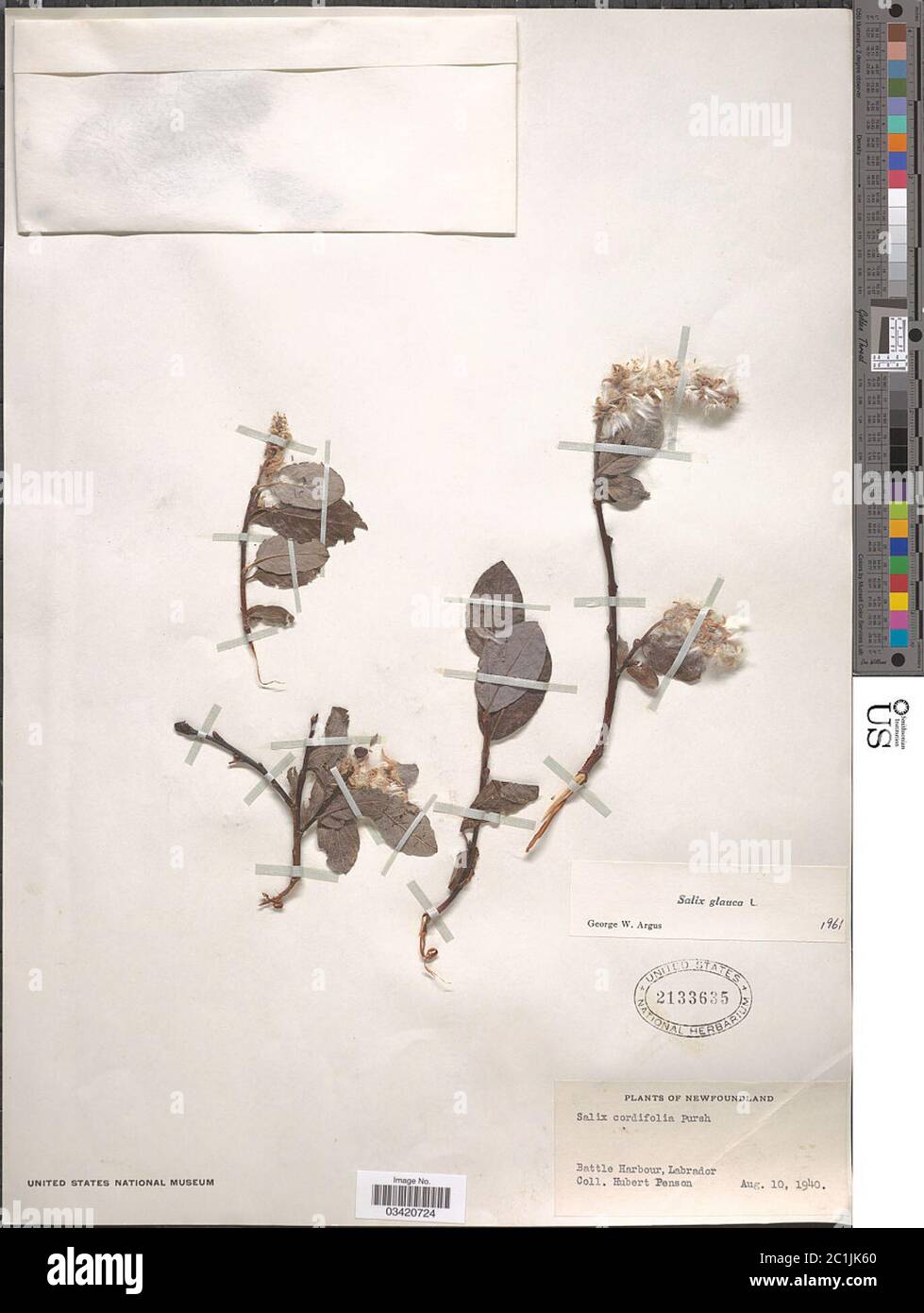 Salix glauca L Salix glauca L Stock Photo Alamy