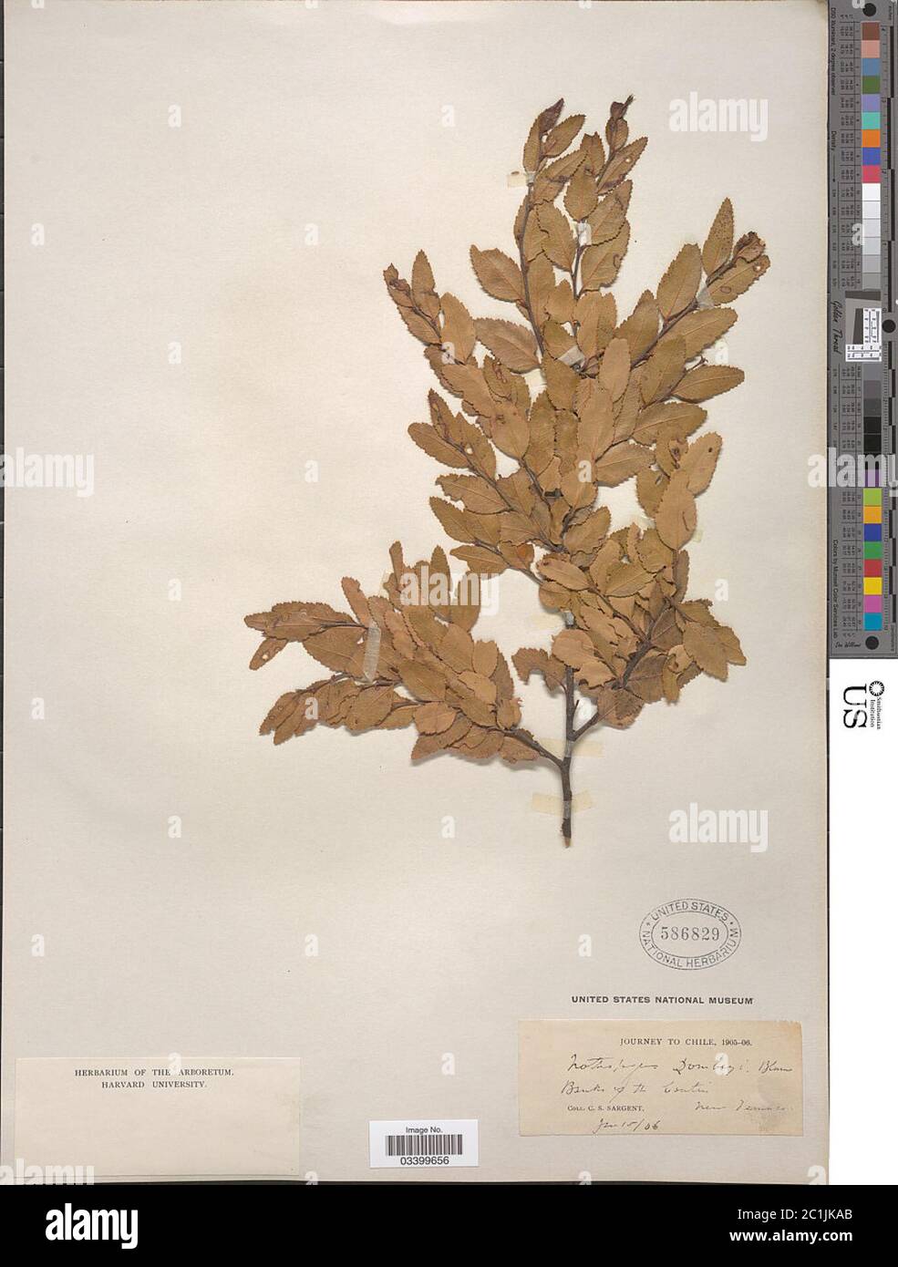 Nothofagus dombeyi Nothofagus dombeyi Stock Photo Alamy