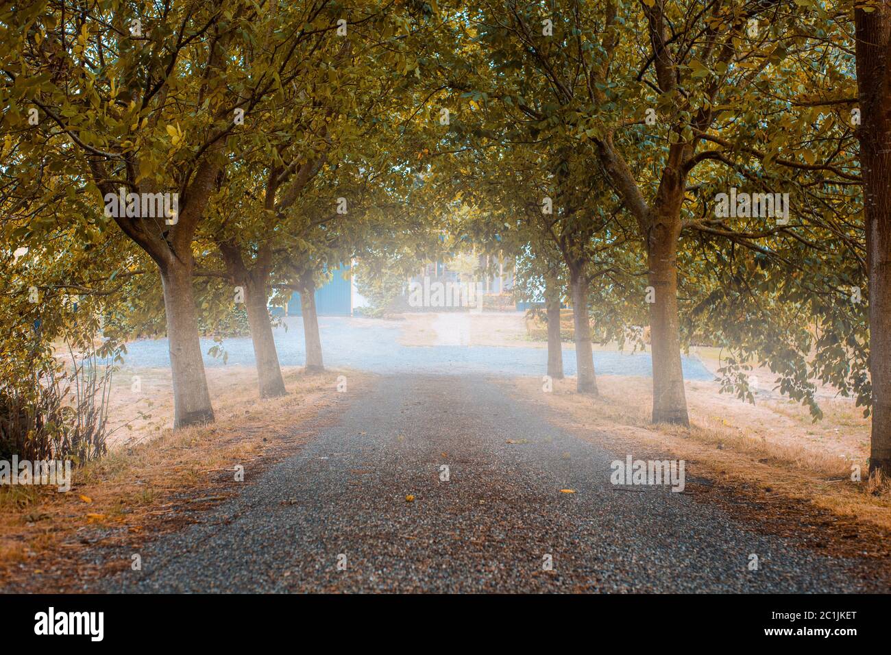 Misty forest road hi-res stock photography and images - Alamy