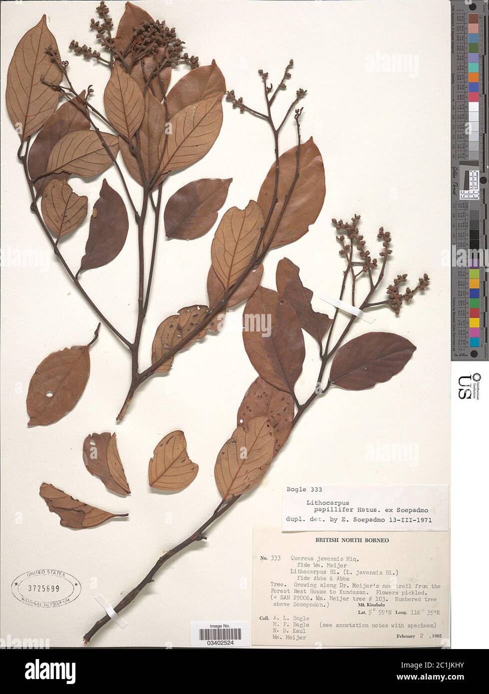 Lithocarpus papillifer Hatus ex Soepadmo Lithocarpus papillifer Hatus ex Soepadmo. Stock Photo
