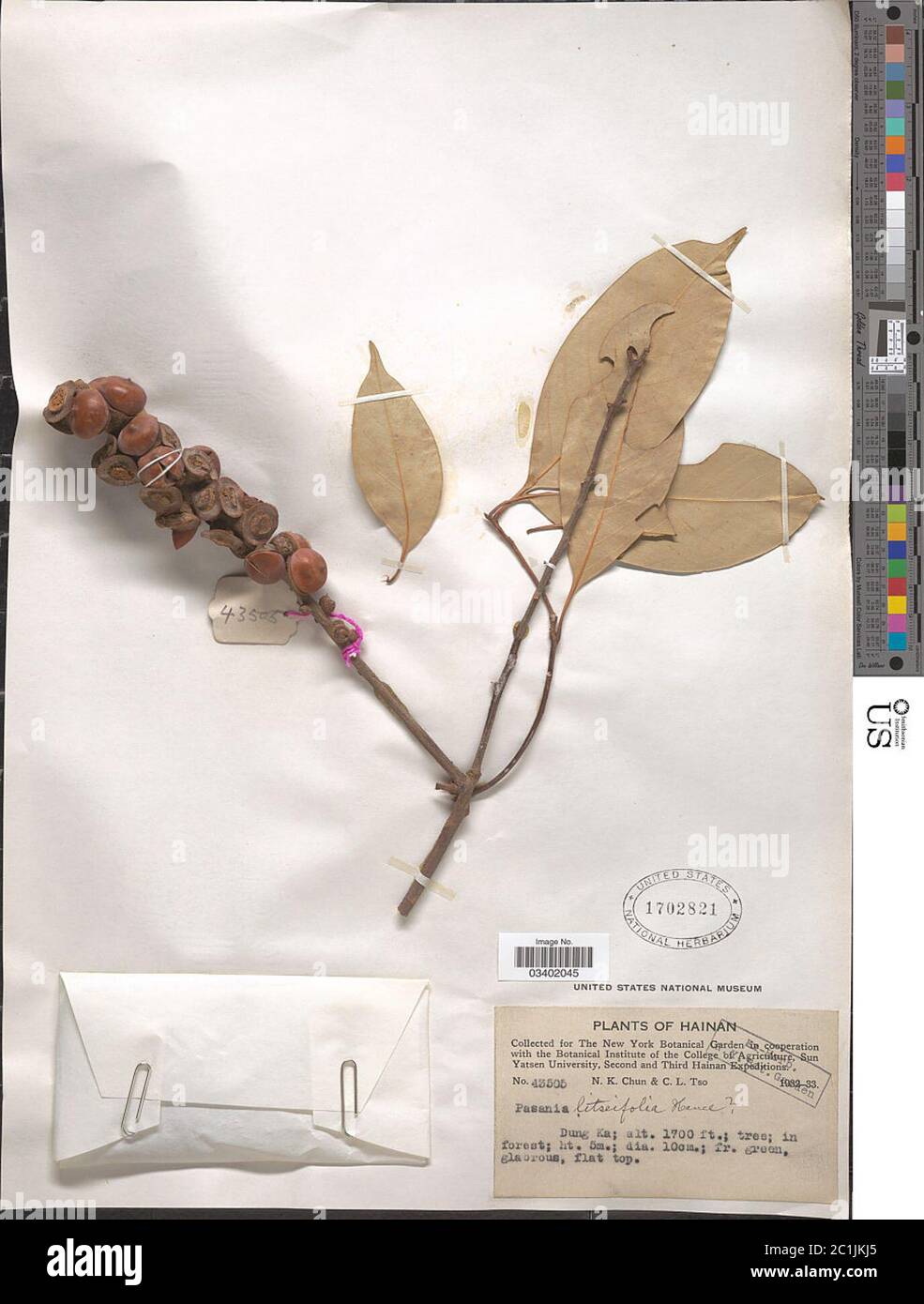 Lithocarpus litseifolius Hance Chun Lithocarpus litseifolius Hance Chun. Stock Photo