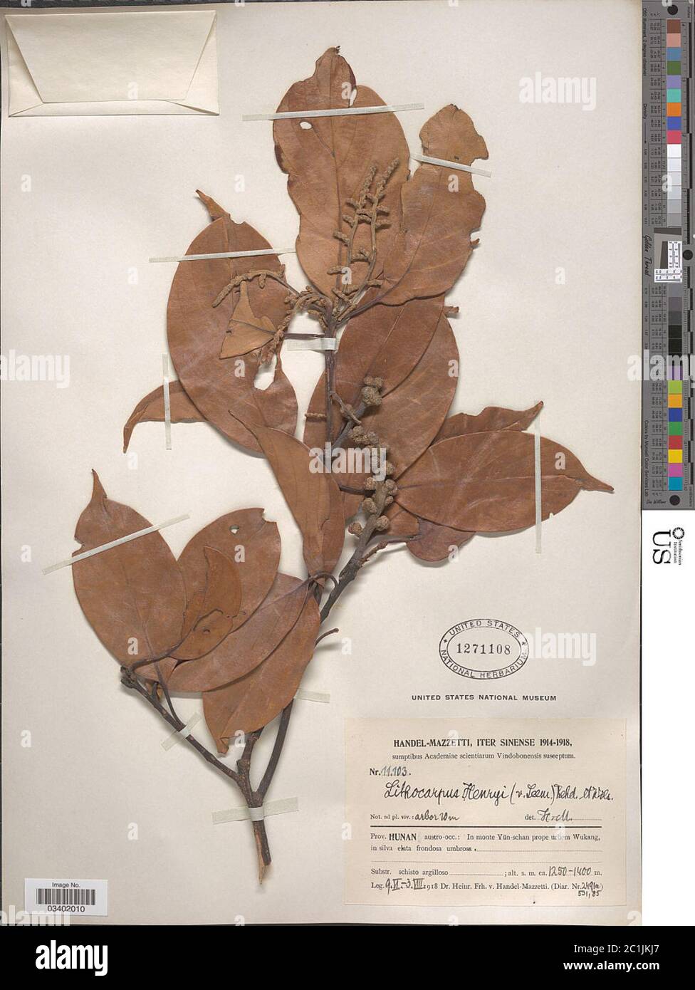 Lithocarpus henryi Lithocarpus henryi. Stock Photo