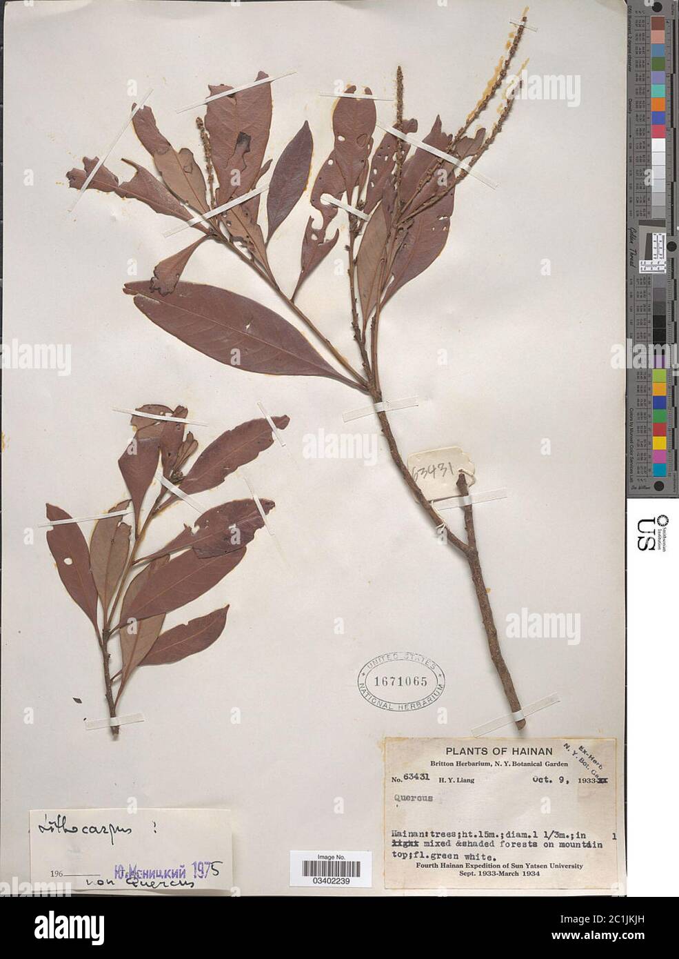 Lithocarpus sp Lithocarpus sp. Stock Photo