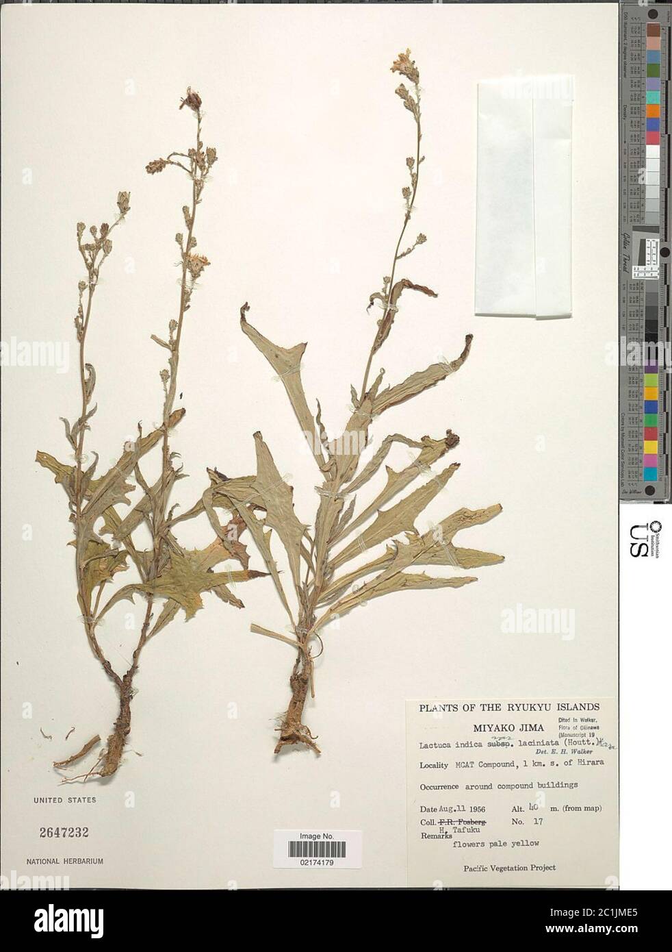 Lactuca indica subsp laciniata Lactuca indica subsp laciniata. Stock Photo